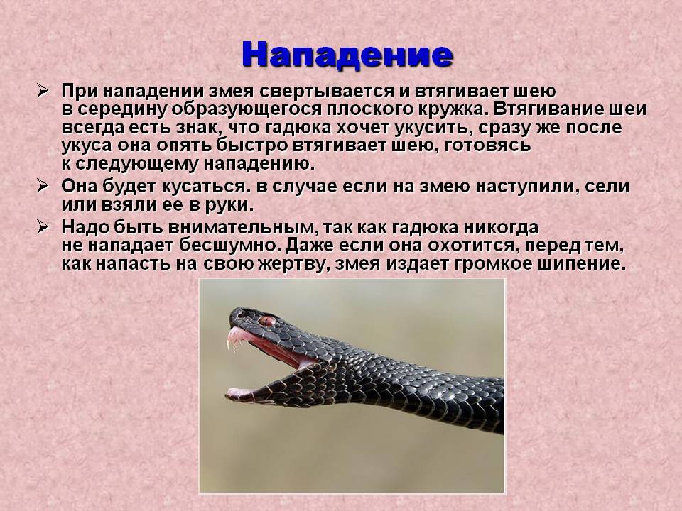 Нападение значение. Укус гадюки обыкновенной. Укусы ядовитых и неядовитых змей. Опасное животное для человека змея.