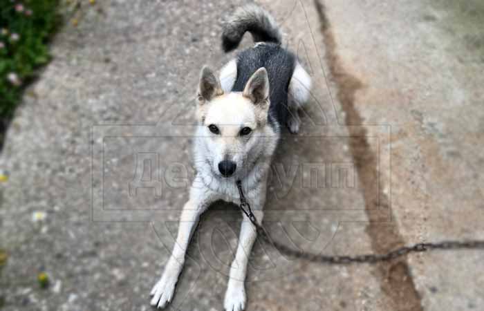 Клещ собачий - болезни, которые могут передавать Клещ собачий - болезни, которые могут передавать