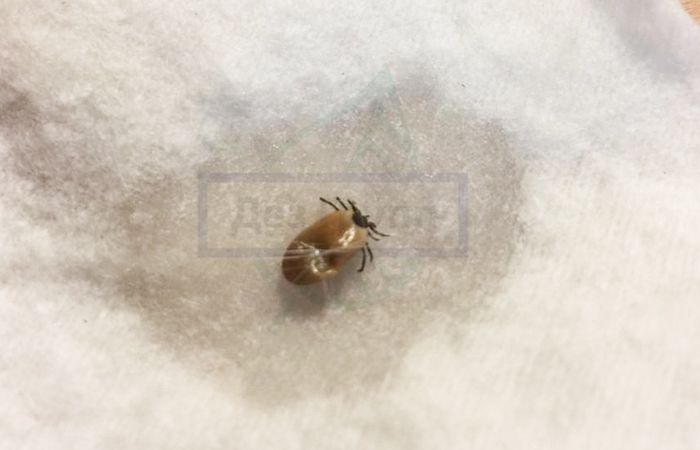 Собачий клещ - жизненный цикл насекомого Собачий клещ - жизненный цикл насекомого