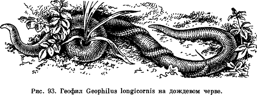 Отряд Геофилы (Geophilomorpha)