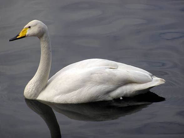 Whooper swan (pronounced hooper) (Cygnus cygnus)