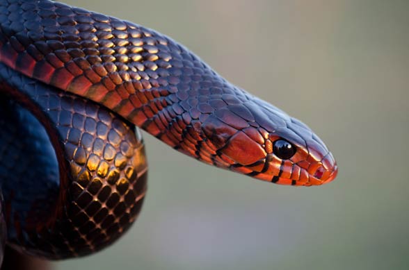 Indigo snake (Drymarchon)