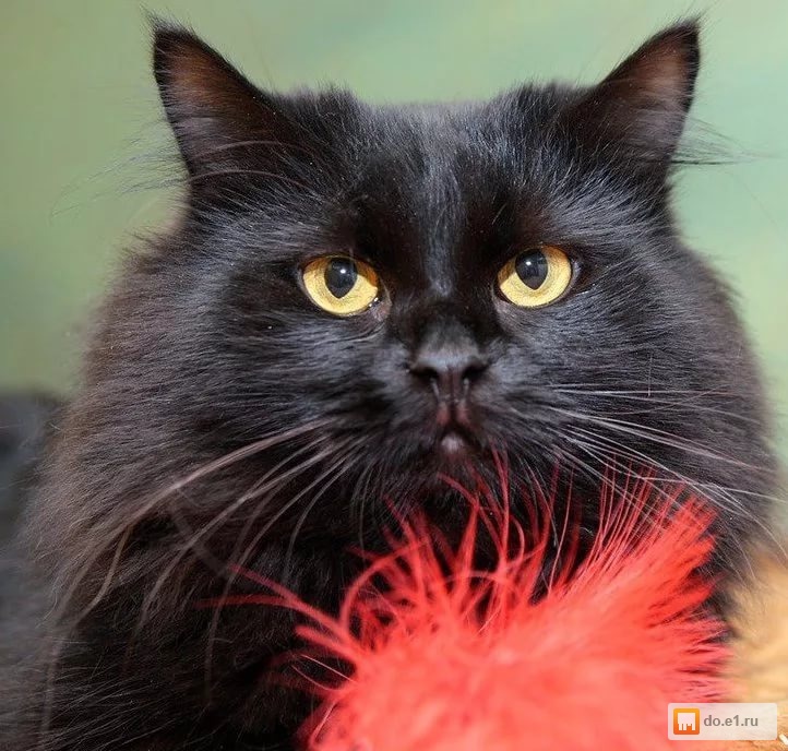 Породы черных котов с фотографиями и названиями