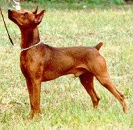 A brown German Pinscher is standing in a field and looking up and to the left
