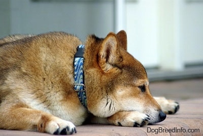 The front right side of a thick-coated, tan with white Shiba Inu that is laying down on a brick surface.