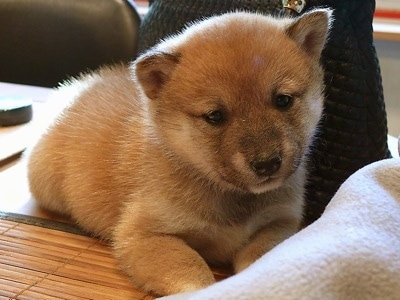 Close up a fuzzy - A tan Shiba Inu puppy is laying across table, it is looking forward and its head is slightly tilted to the left. Its ears are very small compared to the size of its head.