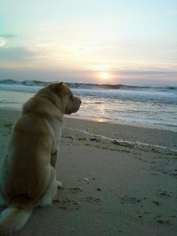 The back of a thick, tan Chinese Shar Pei dog that is sitting on a beach, it is looking to the right and there is a body of water and a sunset in front of it.