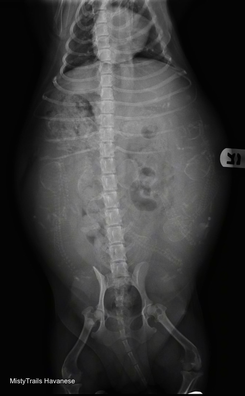 X-Ray of the stomach of a pregnant dam showing puppy bones inside of her.