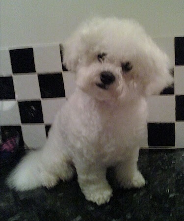 Marco Jack the Bichon Frise sitting in front of a checkered tiled background on a marble floor