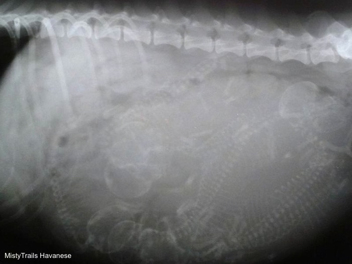 Close Up Side View - x-ray of puppies inside of a dam
