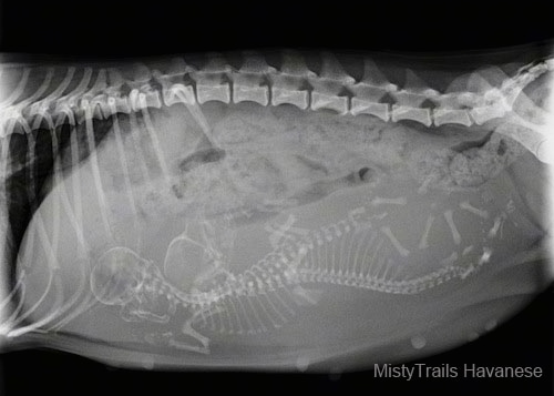 X-ray of puppies inside of a dam