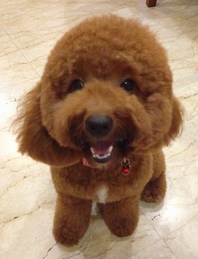 Карликовый пудель вес. Шоколадный пудель. Toy Poodle вес собаки. Той пудель бежевый щенок стриженый. Той пудель вес в один год.