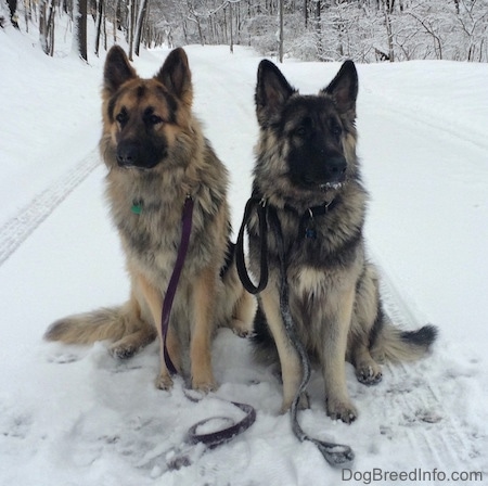 Two dogs are sitting in the snow, they are wearing leashes and they are lookign forward.