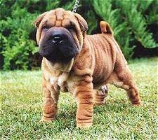Front side view - A small, wrinkly, tan Chinese Shar-Pei puppy is standing across a field and it is looking forward. There is a bush behind it. The dog