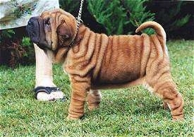 The left side of a very wrinkled, extra skinned, tan Chinese Shar-Pei puppy standing across grass looking up and there is a person behind it. The dog