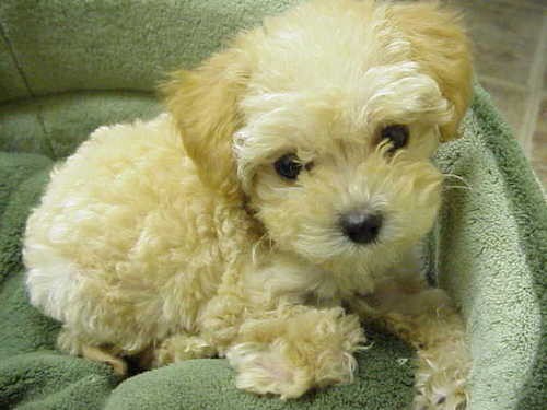 A tiny, little, tan fluffy, soft coated, wavy puppy with a black nose and dark round eyes laying down on a green dog bed.