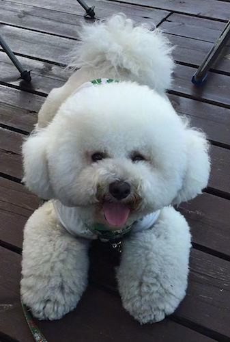 A small, but thick furred, puffy white, soft looking dog that looks like cotton ball wearing a shirt laying down on a deck outside