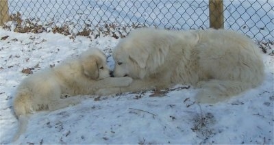 The left side of a Great Pyrenees that is laying across a snow covered surface. In front of it is the right side of a Great Pyrenees puppy. The dogs are laying face to face.