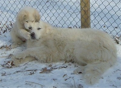 The left side of a Great Pyrenees that has its back against a chainlink fence and there is a Great Pyrenees puppy standing up against its face.