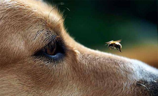 От укуса насекомого у пса может появиться припухлость