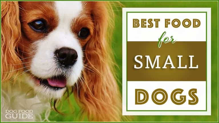 best dog foods for small breed dogs