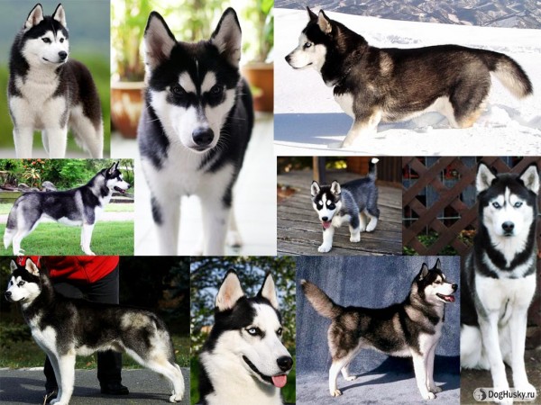 Black and White color Siberian Husky