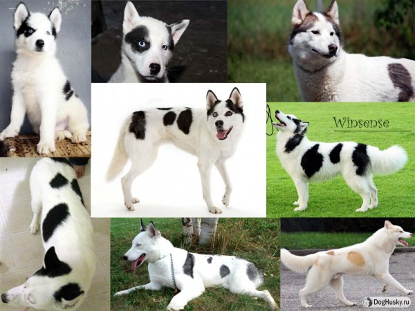 Piebald or Pinto color Siberian Husky