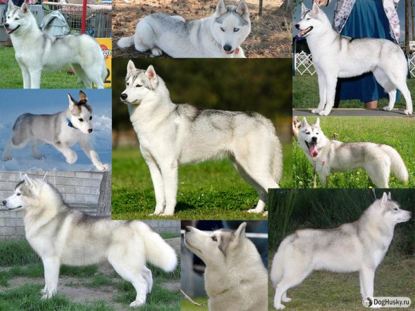 Silver color Siberian Husky