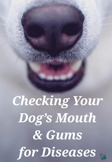 Checking Your Dog