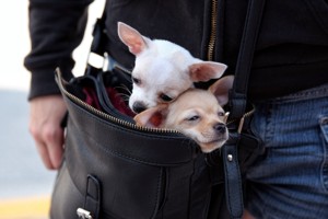 мини собачки в сумке