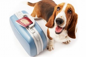 собачка с чемоданом