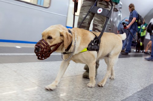 собака-поводырь