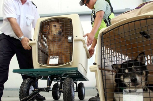 перевозка без хозяина