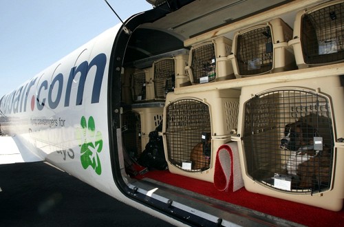 перевозка в багажном отсеке самолета