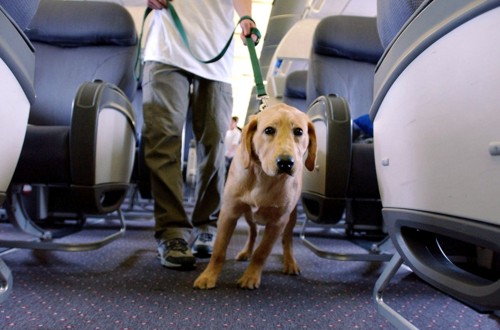 песик в самолете