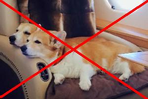 корги шувалова