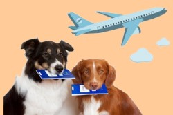 перелет с собакой