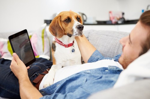 гипоаллергенная собака