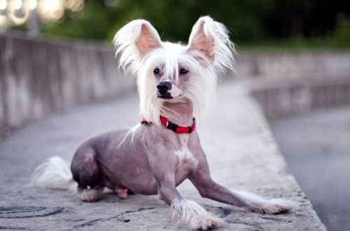 китайская хохлатая собака голая