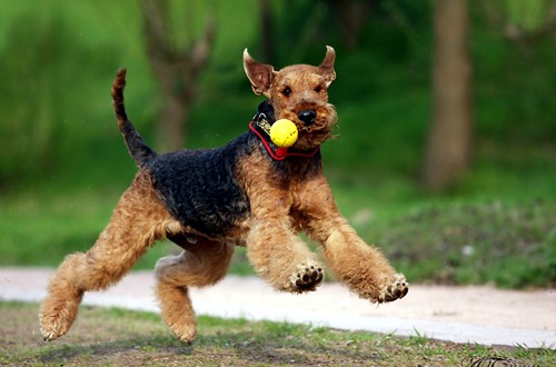 эрдельтерьер с игрушкой