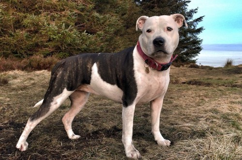 стаффордширский бультерьер