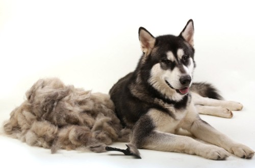 сильно линяющий хаски