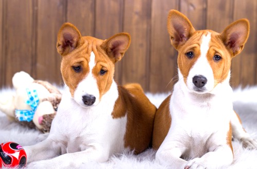 два пса басенджи