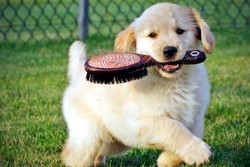 щенок с расческой