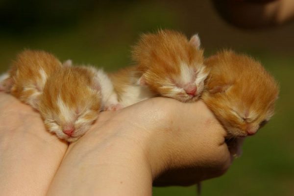 Новорождённые котята