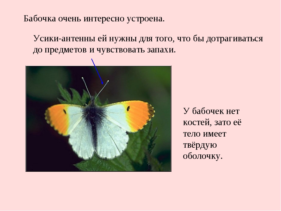 Бабочка составить слова. Рассказ о бабочке. Бабочки для презентации. Описание бабочки. Бабочки для презентации для детей.