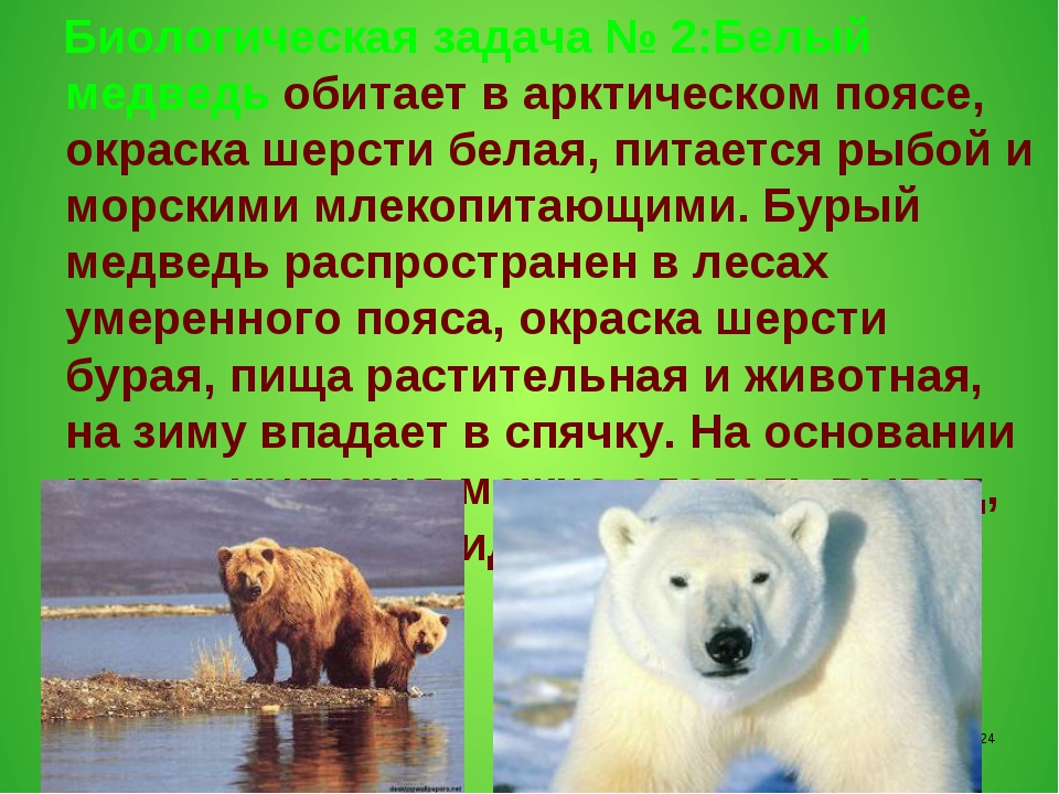 Медвежий значение. Белый медведь вид адаптации. Адаптация белого медведя. Биологическая адаптация белого медведя.