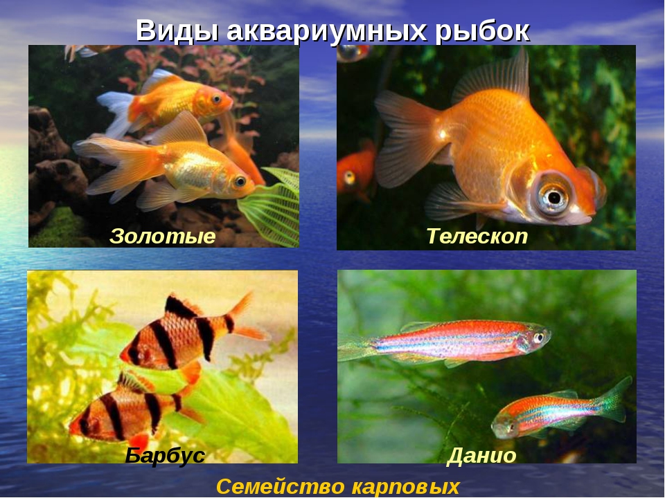 Аквариумные рыбки на букву с фото и название