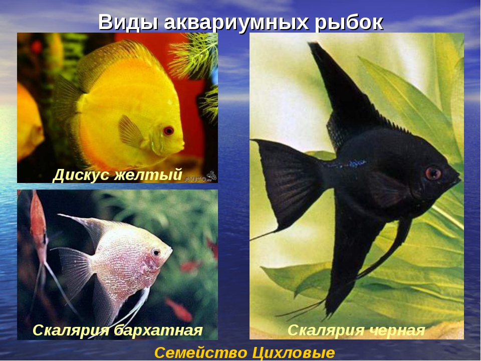 Аквариумные рыбки фото и описание с фото