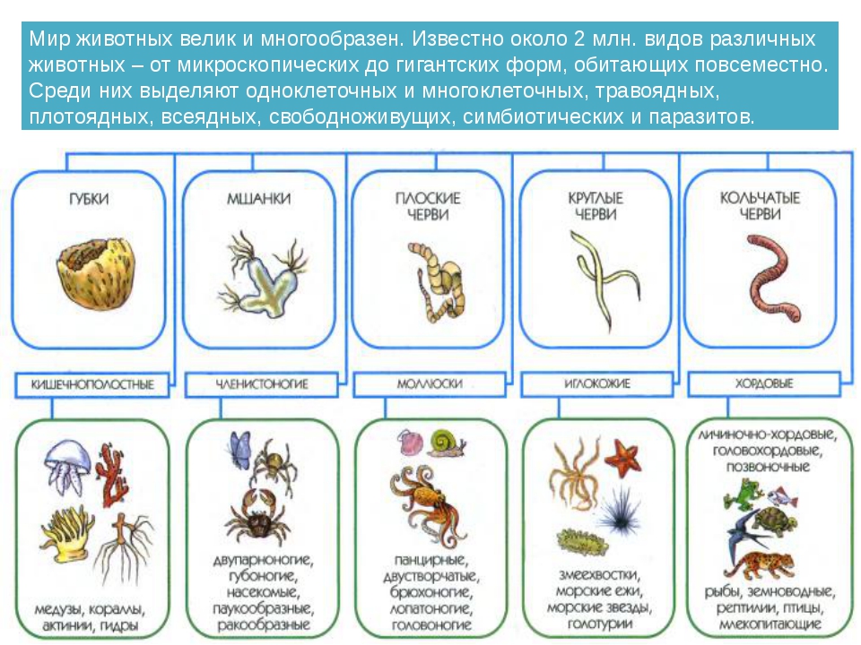 Классы животных 1 и 2. Царство животных классификация схема 5 класс биология. Систематика животных 5 класс биология. Классификация царства животных 7 класс. Зоология типы и классы.